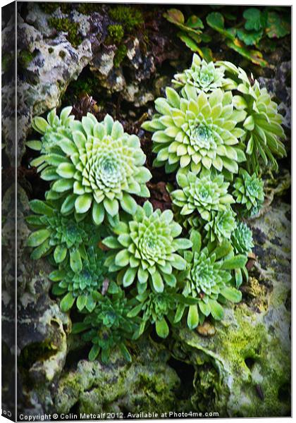 Green Alpine Rosettes Canvas Print by Colin Metcalf