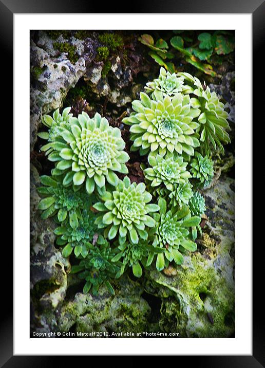 Green Alpine Rosettes Framed Mounted Print by Colin Metcalf