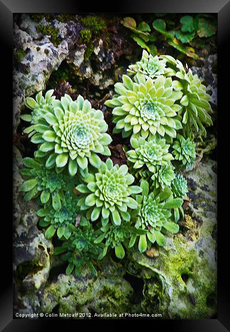 Green Alpine Rosettes Framed Print by Colin Metcalf