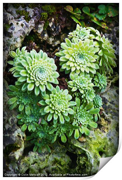 Green Alpine Rosettes Print by Colin Metcalf