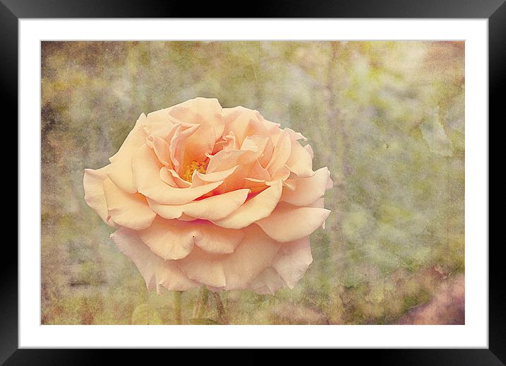 Beauty Of The Rose. Framed Mounted Print by Louise Wagstaff