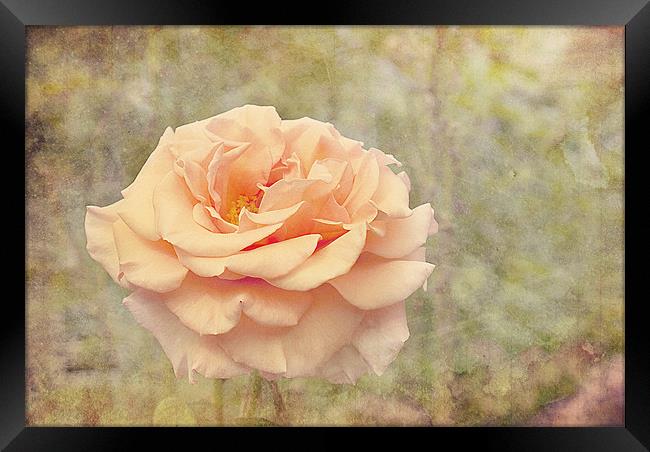 Beauty Of The Rose. Framed Print by Louise Wagstaff