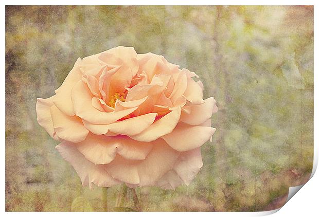 Beauty Of The Rose. Print by Louise Wagstaff