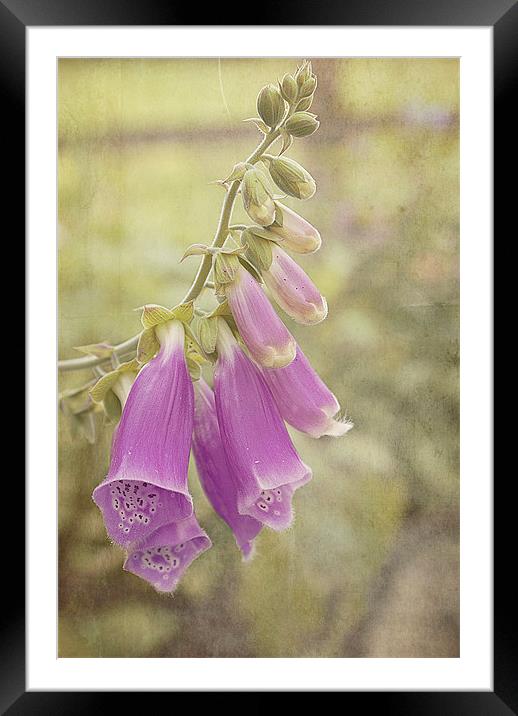 Purple Foxglove Framed Mounted Print by Louise Wagstaff