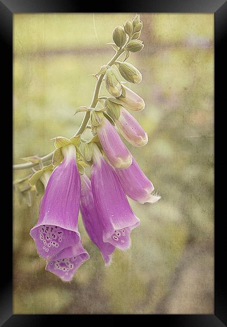 Purple Foxglove Framed Print by Louise Wagstaff
