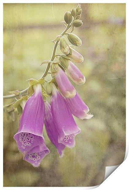 Purple Foxglove Print by Louise Wagstaff