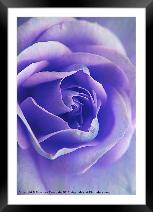 Blue Rose Textures. Framed Mounted Print by Rosanna Zavanaiu