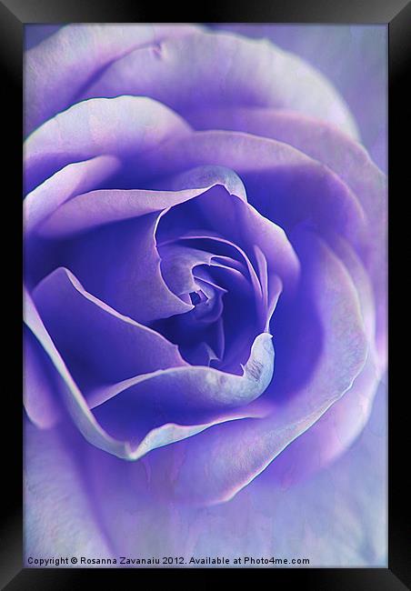 Blue Rose Textures. Framed Print by Rosanna Zavanaiu