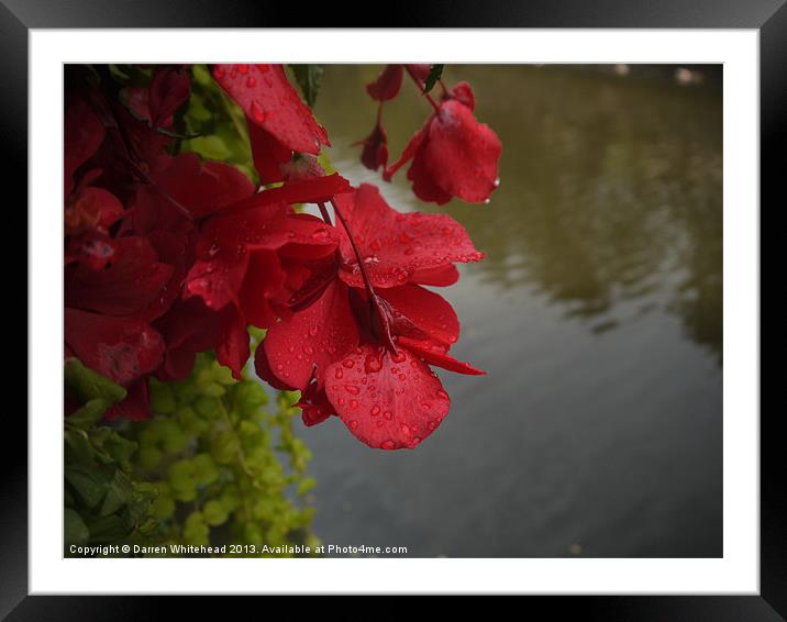 Flowers by the Canal Framed Mounted Print by Darren Whitehead