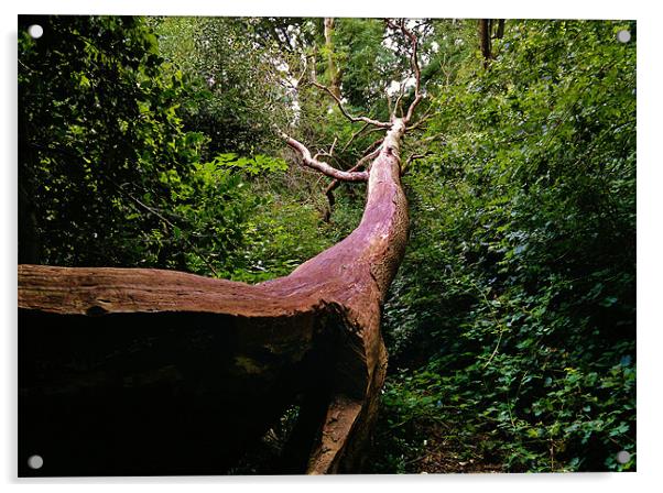 FALLEN TREE Acrylic by mark graham