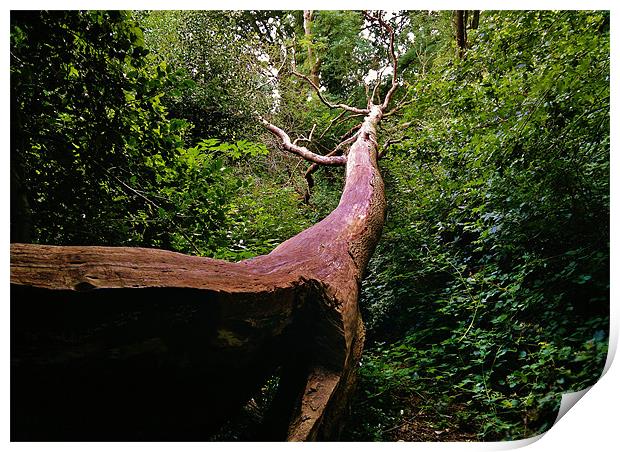 FALLEN TREE Print by mark graham