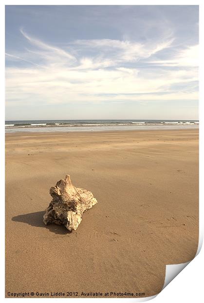 Driftwood on a Beach Print by Gavin Liddle