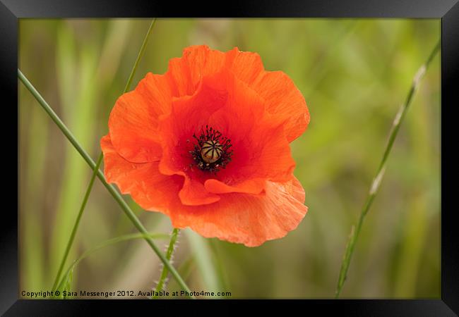 Poppy red Framed Print by Sara Messenger