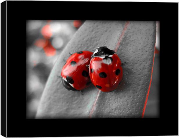 ladybirds (rework with border) Canvas Print by Heather Newton