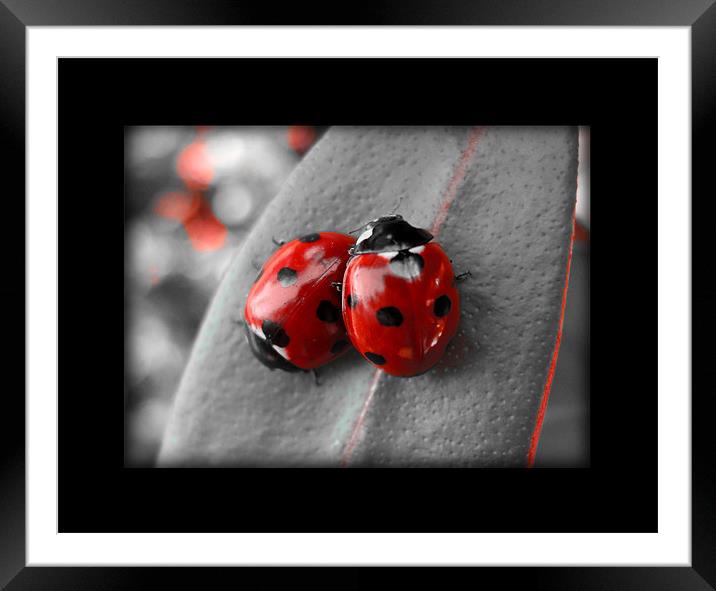 ladybirds (rework with border) Framed Mounted Print by Heather Newton