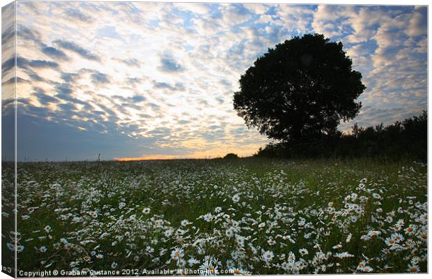 Carpet of Daisies Canvas Print by Graham Custance