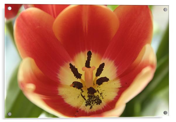 Tulip's stamen Acrylic by Ben Monaghan