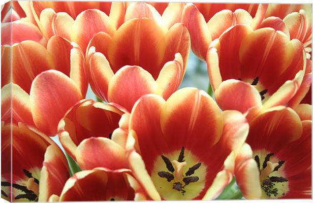 Tulip group Canvas Print by Ben Monaghan