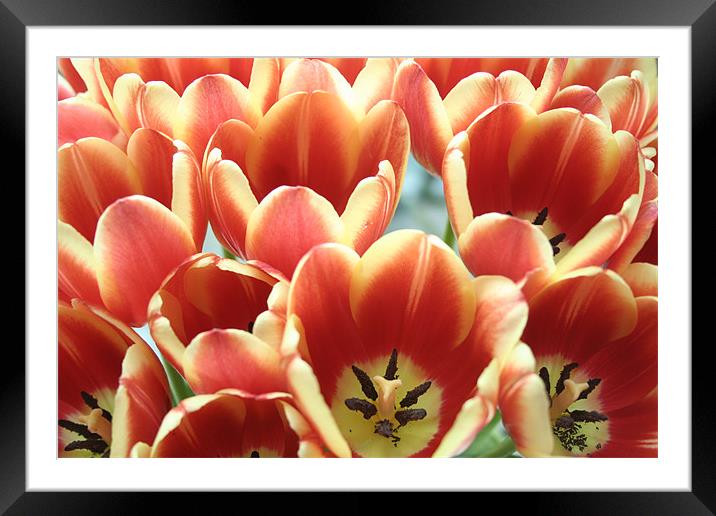 Tulip group Framed Mounted Print by Ben Monaghan