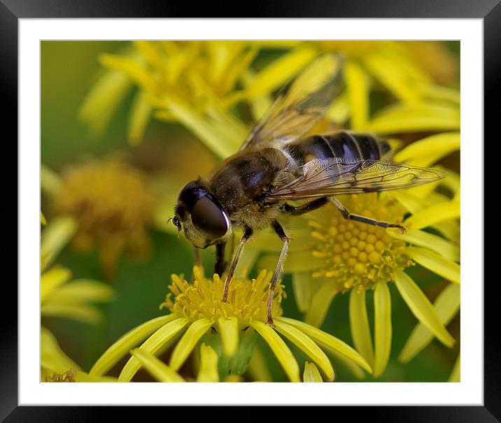 Macro Fly  Yellow Flower Framed Mounted Print by Buster Brown