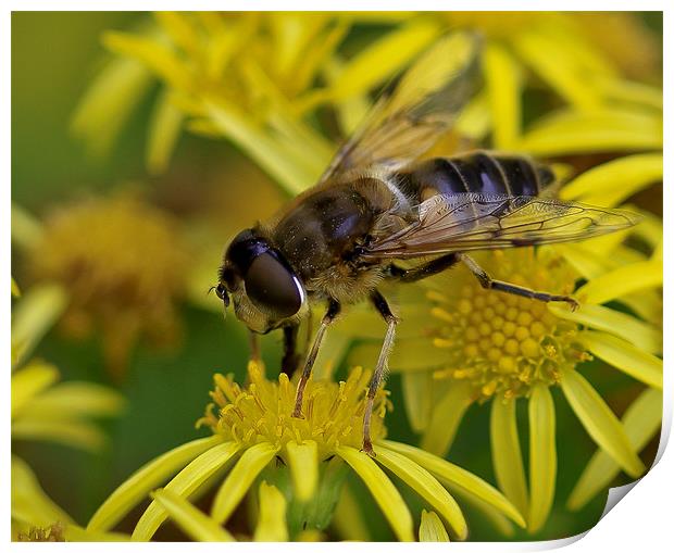 Macro Fly  Yellow Flower Print by Buster Brown