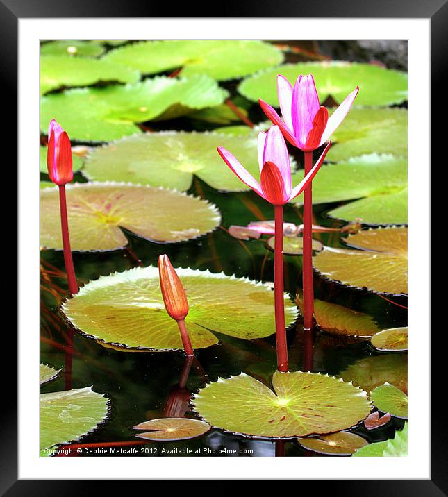 Pink Water Lily Framed Mounted Print by Debbie Metcalfe