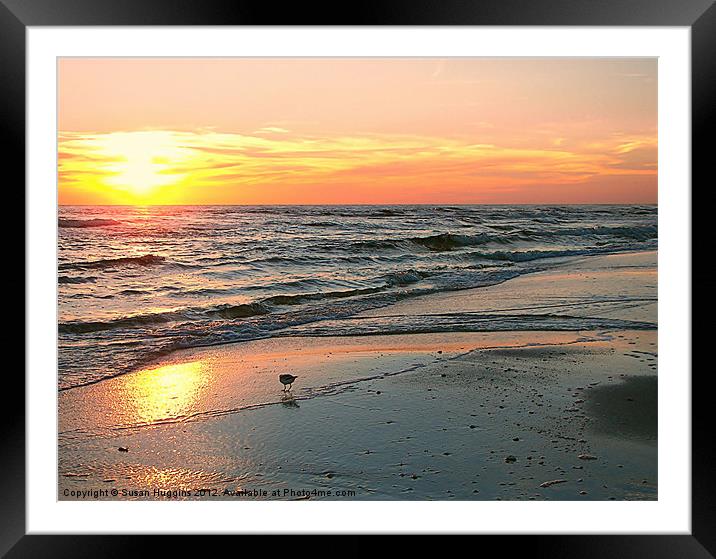 Frolicing in the Sunny Surf Framed Mounted Print by Susan Medeiros