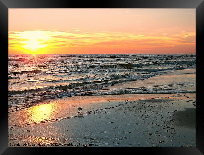 Frolicing in the Sunny Surf Framed Print by Susan Medeiros