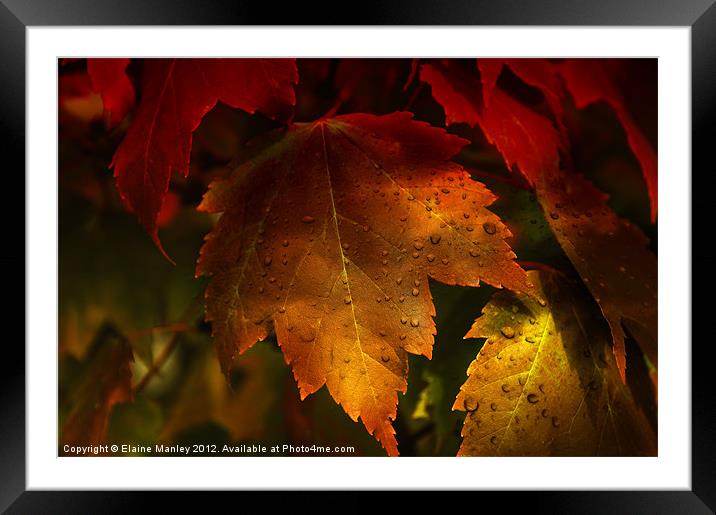 Autumn Maple Leaves Framed Mounted Print by Elaine Manley
