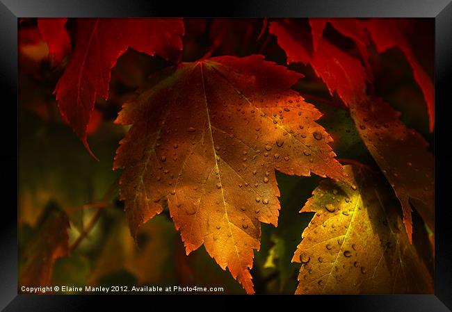 Autumn Maple Leaves Framed Print by Elaine Manley