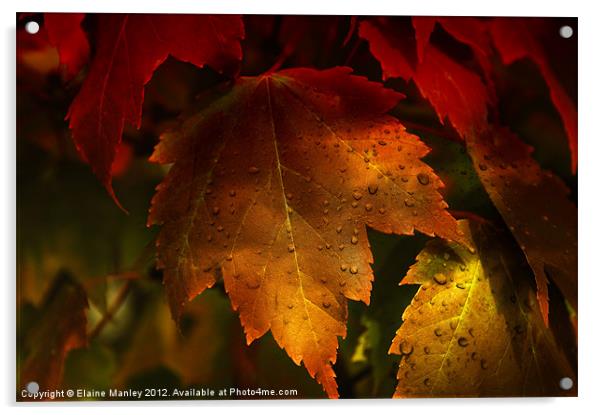 Autumn Maple Leaves Acrylic by Elaine Manley