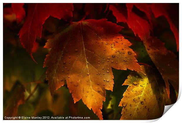 Autumn Maple Leaves Print by Elaine Manley