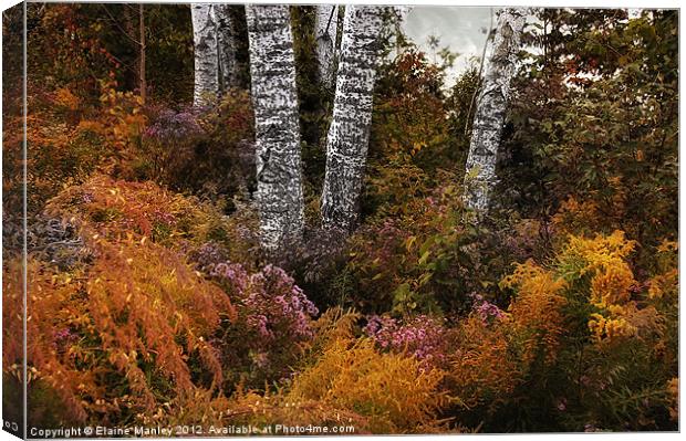 Old White Birch and Wildflowers Canvas Print by Elaine Manley