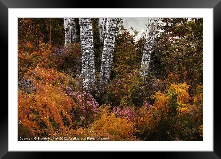 Old White Birch and Wildflowers Framed Mounted Print by Elaine Manley