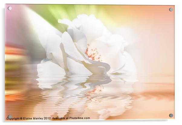 White Rose Acrylic by Elaine Manley