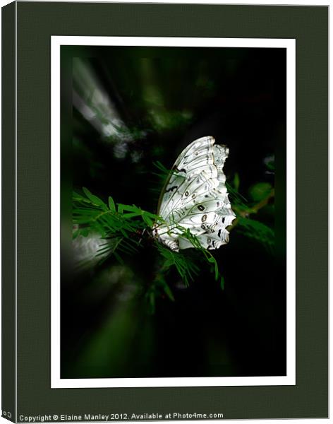 Tropical White Butterfly.. Wood Nymph  Canvas Print by Elaine Manley