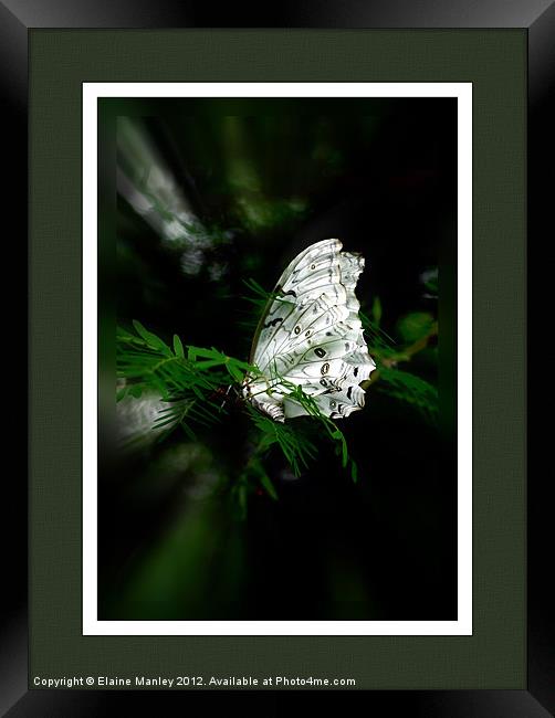 Tropical White Butterfly.. Wood Nymph  Framed Print by Elaine Manley