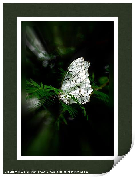 Tropical White Butterfly.. Wood Nymph  Print by Elaine Manley