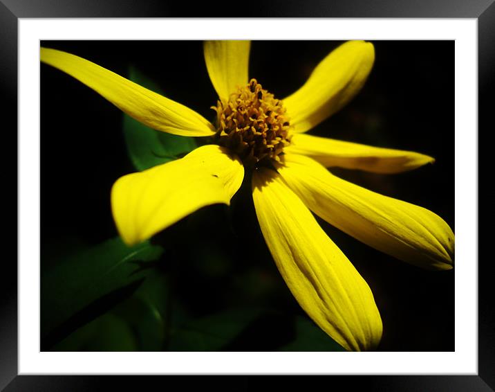 Flower Framed Mounted Print by Mallory Altman