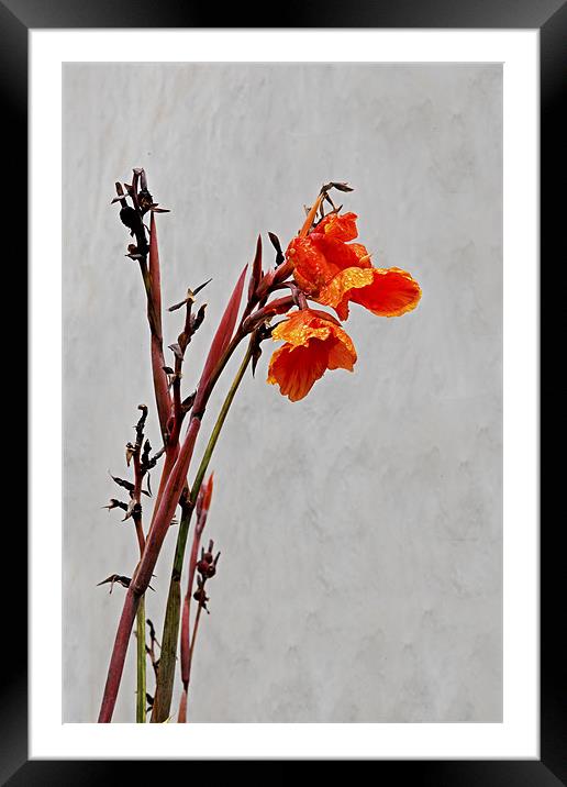 Want to be an upstanding poppy when I grow up Framed Mounted Print by Arfabita  