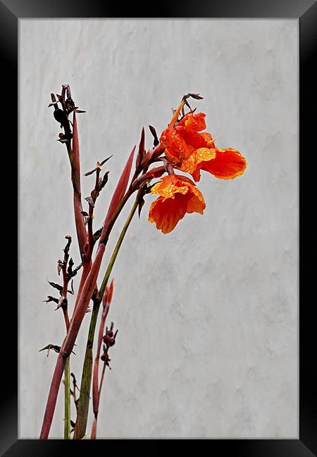 Want to be an upstanding poppy when I grow up Framed Print by Arfabita  