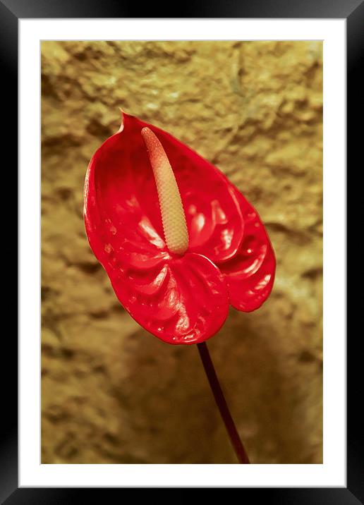 Red single petal Spathe Spadix Framed Mounted Print by Arfabita  