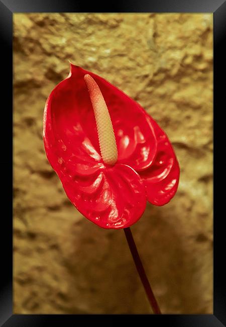 Red single petal Spathe Spadix Framed Print by Arfabita  