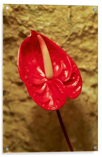 Red single petal Spathe Spadix Acrylic by Arfabita  