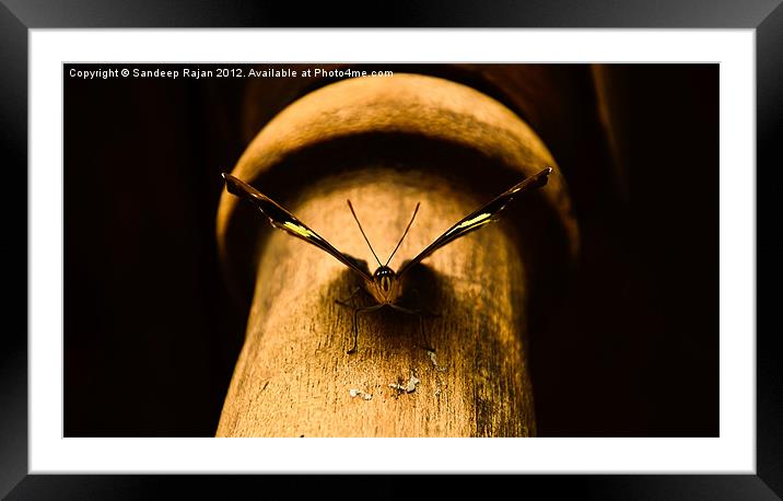 The (butter)fly who loved me Framed Mounted Print by Sandeep Rajan