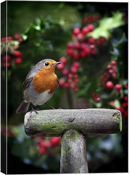 ROBIN IN THE HOLLY Canvas Print by Anthony R Dudley (LRPS)