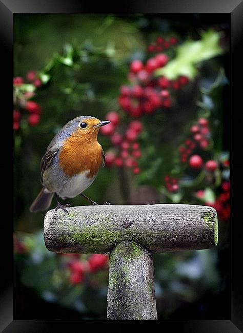ROBIN IN THE HOLLY Framed Print by Anthony R Dudley (LRPS)