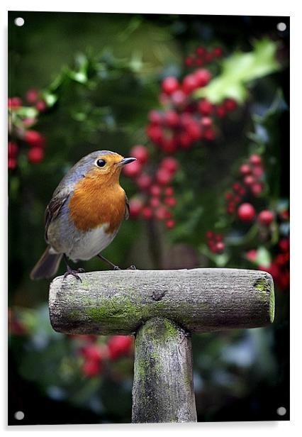 ROBIN IN THE HOLLY Acrylic by Anthony R Dudley (LRPS)