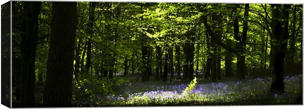 SPRING IN THE BEECH WOODS Canvas Print by Anthony R Dudley (LRPS)