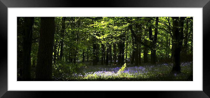 SPRING IN THE BEECH WOODS Framed Mounted Print by Anthony R Dudley (LRPS)